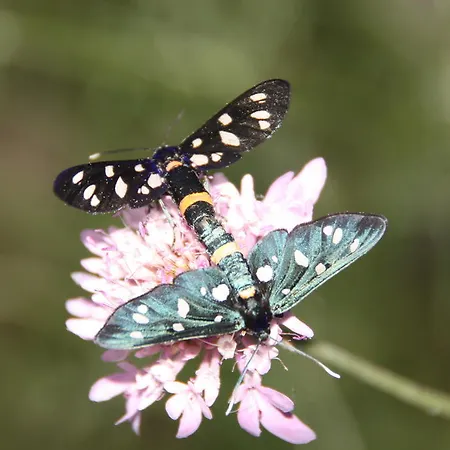 فندق مبيت وإفطار Montagne Rocciose Frascineto