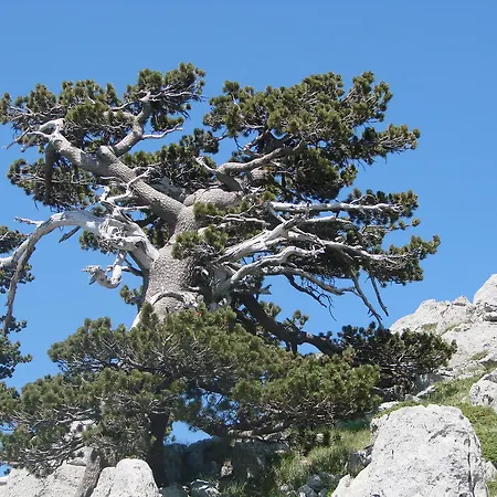 Bed & Breakfast Montagne Rocciose