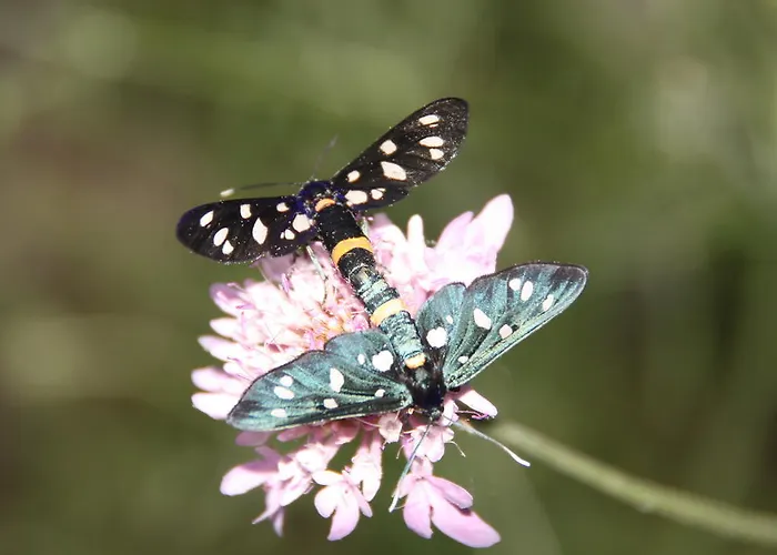לינה וארוחת בוקר Montagne Rocciose Frascineto